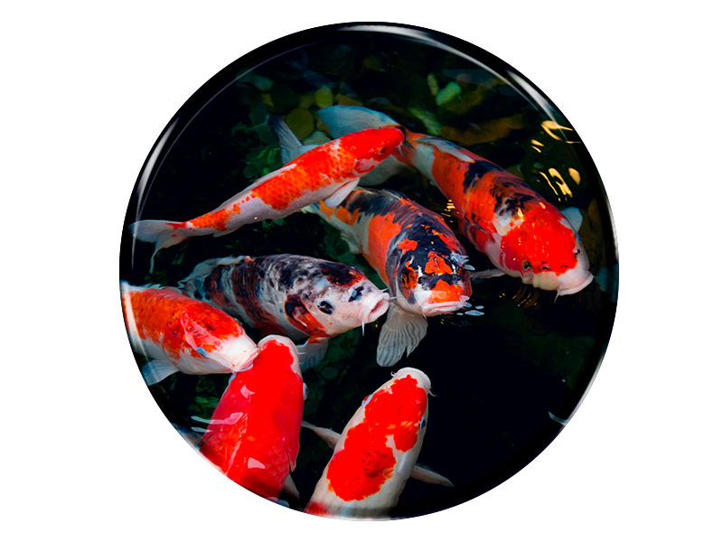 19041 Foto Magnet rund Koi