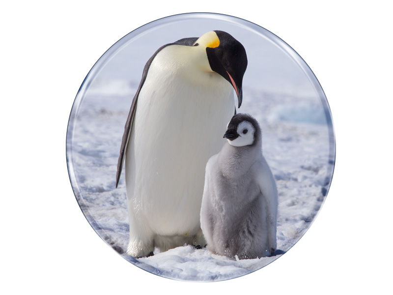 16989 Foto Magnet rund Pinguin