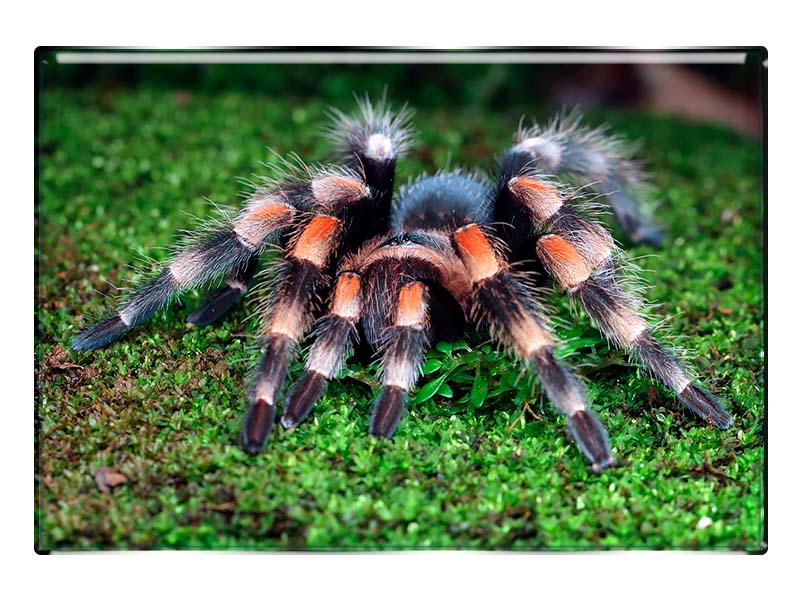 19092 Foto Magnet rechteckig Vogelspinne