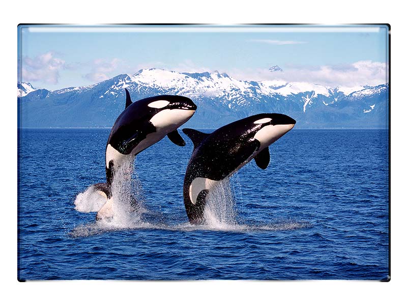 19057 Foto Magnet rechteckig Orcas