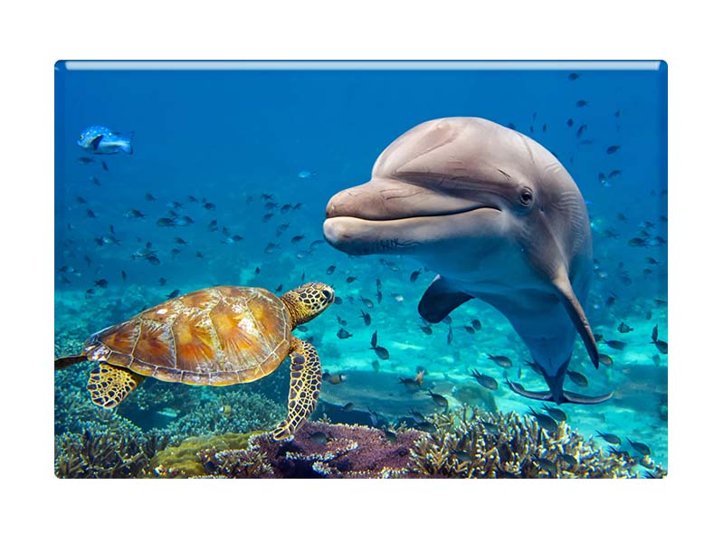 Foto Magnet Delfin und Schildkröte