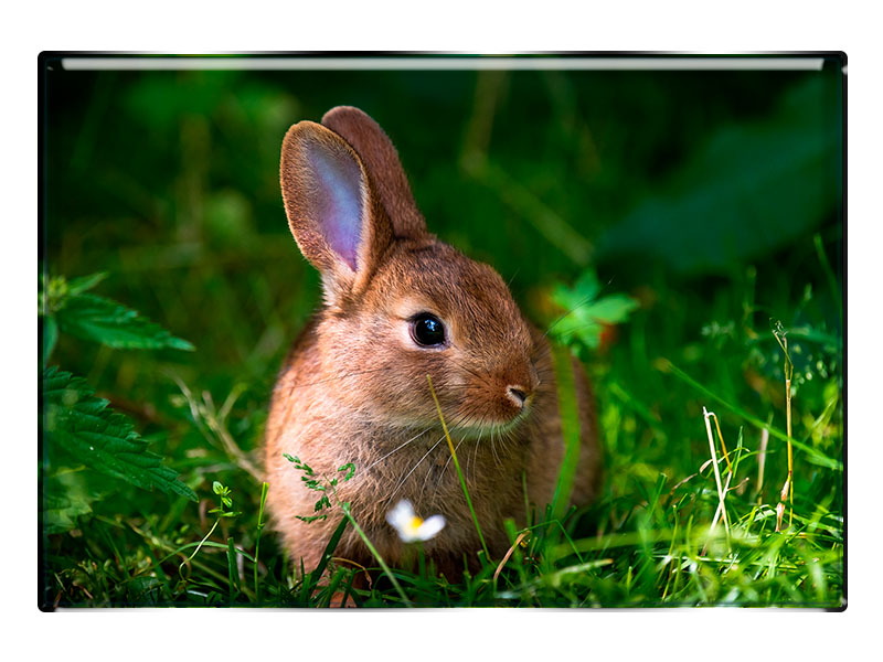 19027 Foto Magnet rechteckig Hase