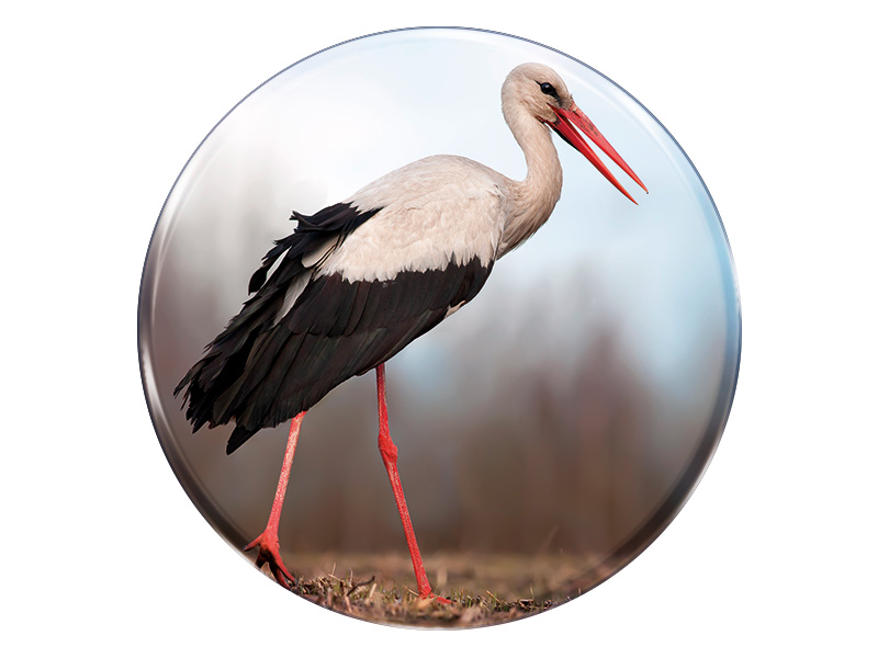 19138 Foto Magnet Storch rund