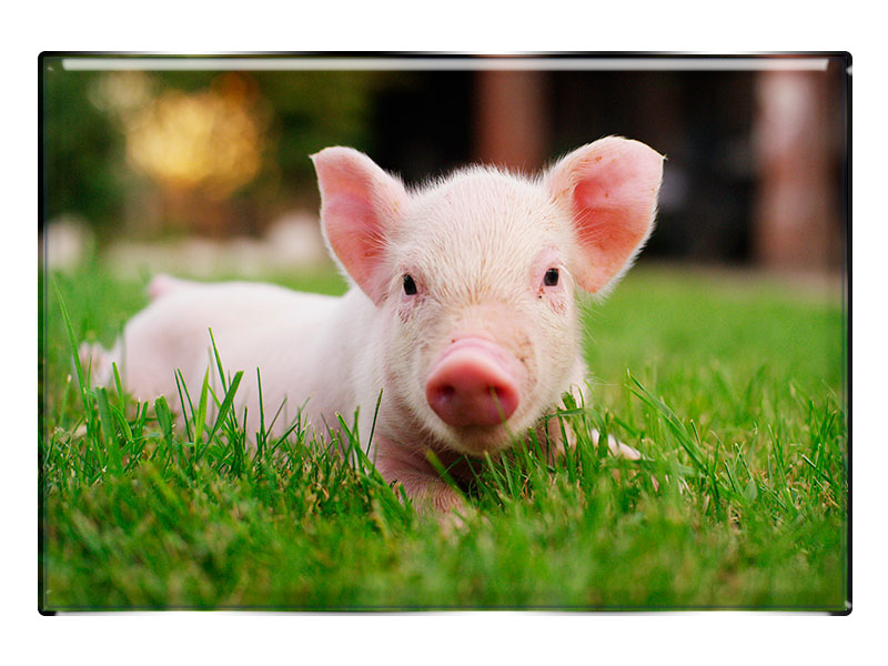 19032 Foto Magnet rechteckig Ferkel