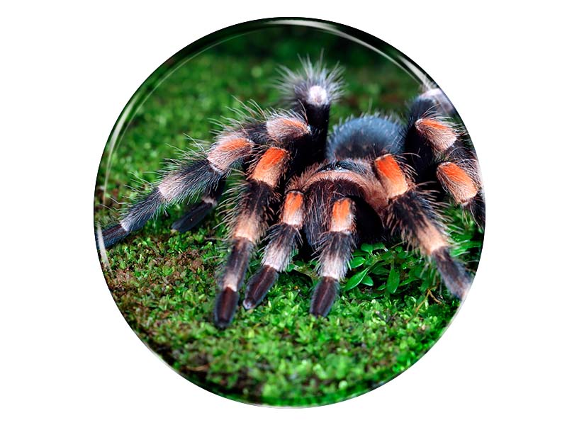 19091 Foto Magnet rund Vogelspinne