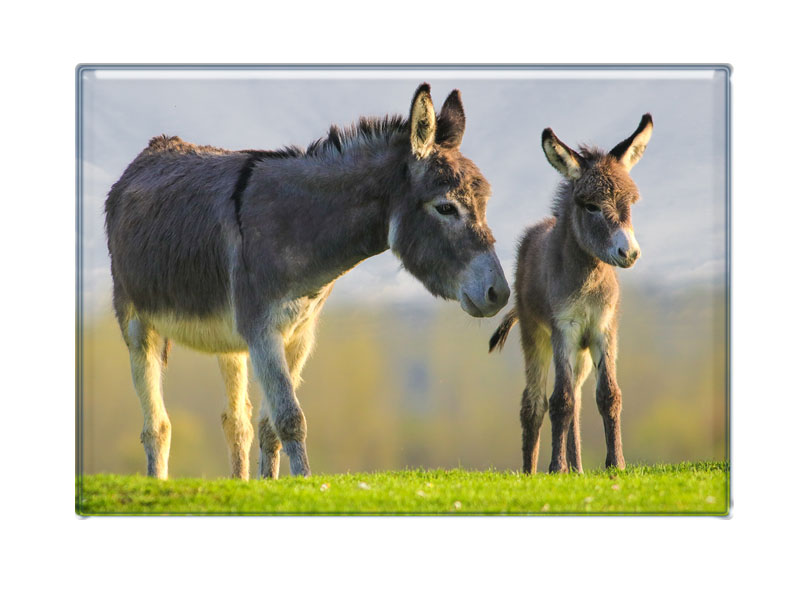 16969 Foto Magnet Esel