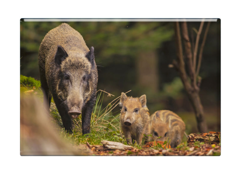 16653 Foto Magnet Wildschwein