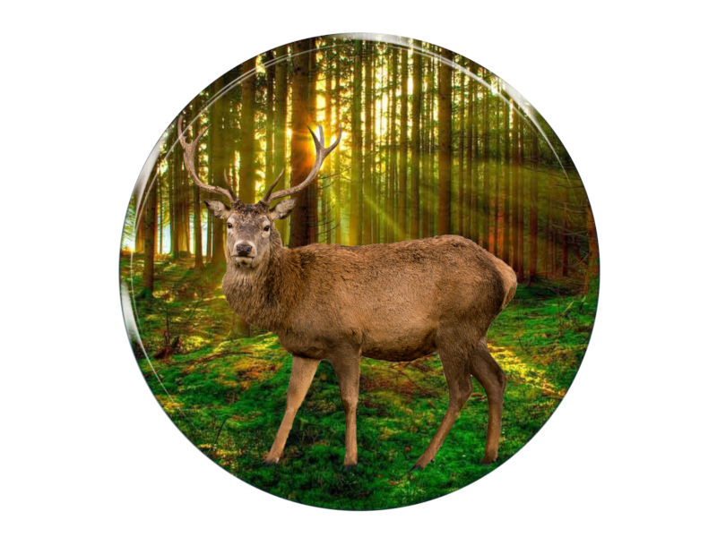 16681 Foto Magnet Hirsch rund