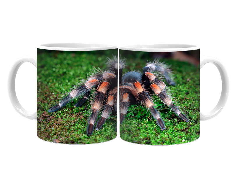 19095 Keramik  Foto Tasse Vogelspinne