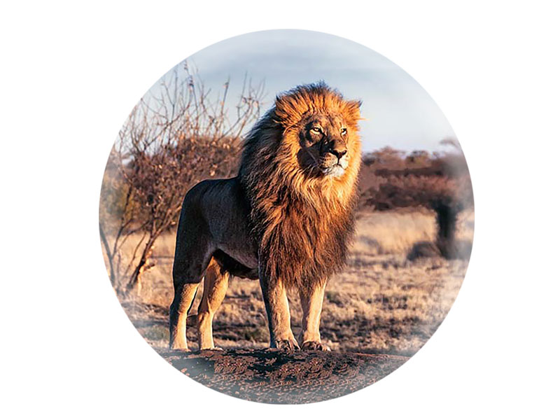 16847 Foto Magnet rund Löwe