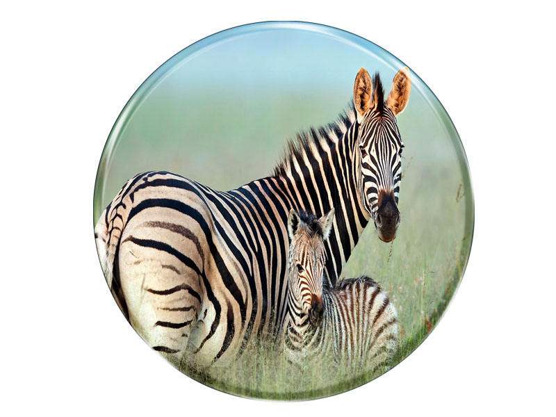 Foto Magnet rund Zebra