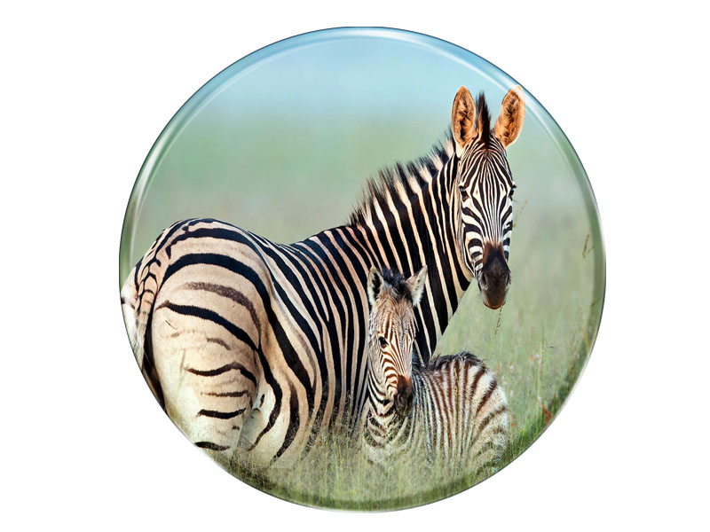 16981 Foto Magnet rund Zebra