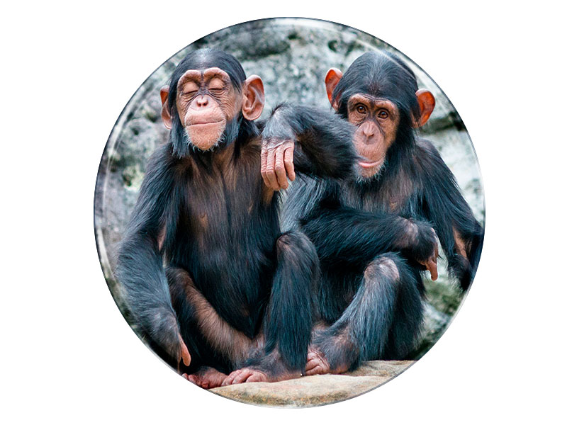 Foto Magnet rund Schimpansen