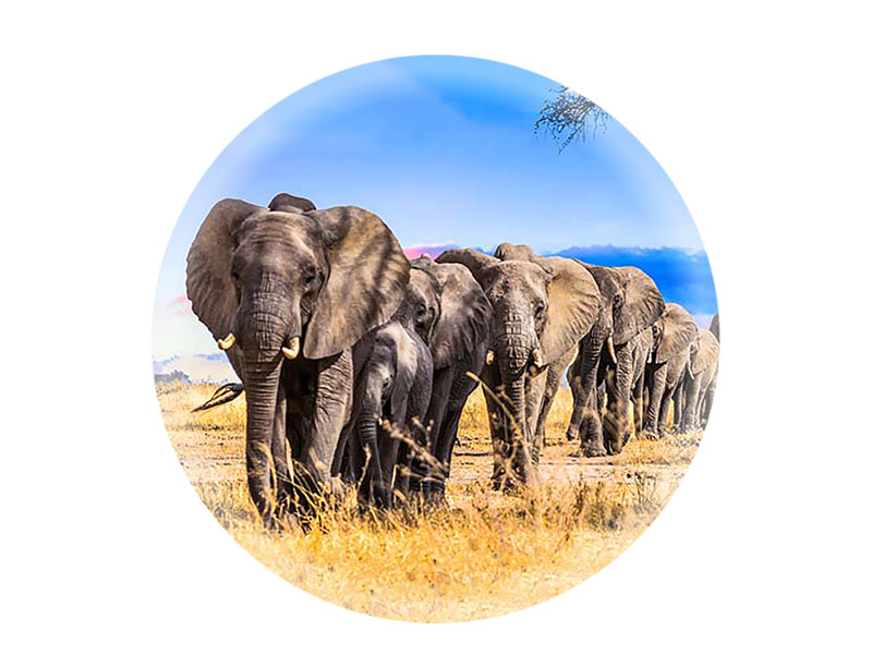 16843 Foto Magnet rund Elefanten