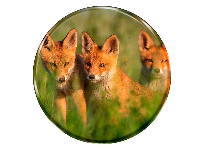 19101 Foto Magnet rund Füchse