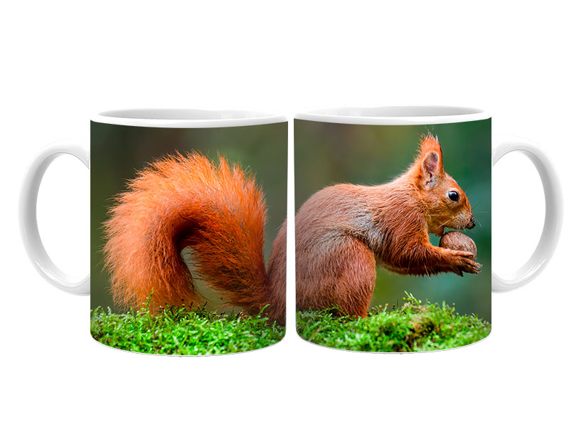 19100 Keramik  Foto Tasse Eichhörnchen