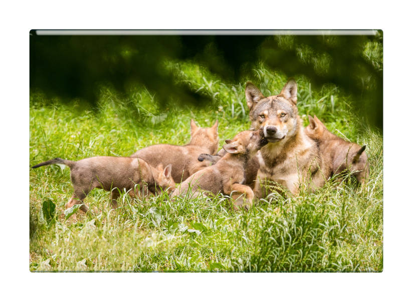 16655 Foto Magnet Wolfsrudel