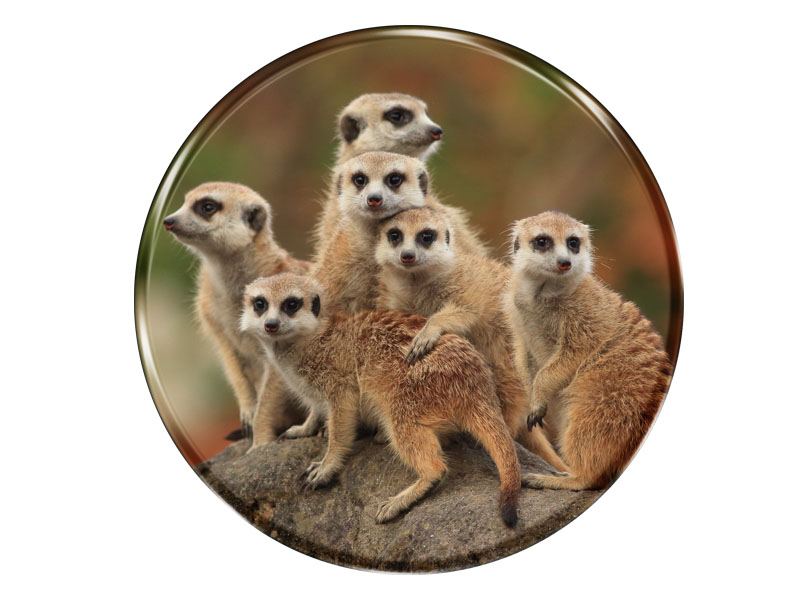 16986 Foto Magnet rund Erdmännchen