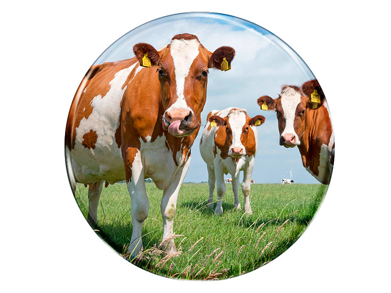 19126 Foto Magnet rund Kühe