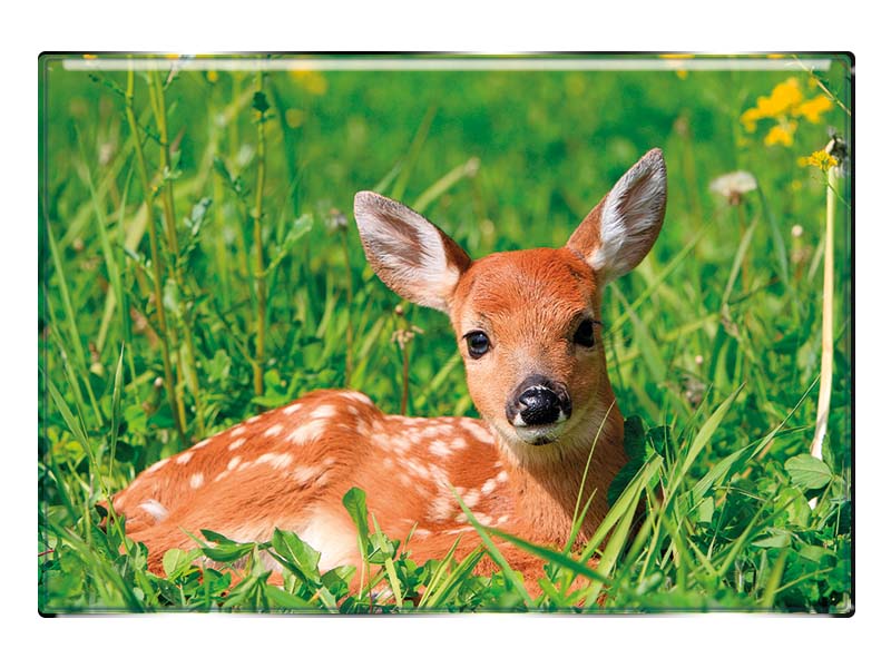 19022 Foto Magnet rechteckig Rehkitz