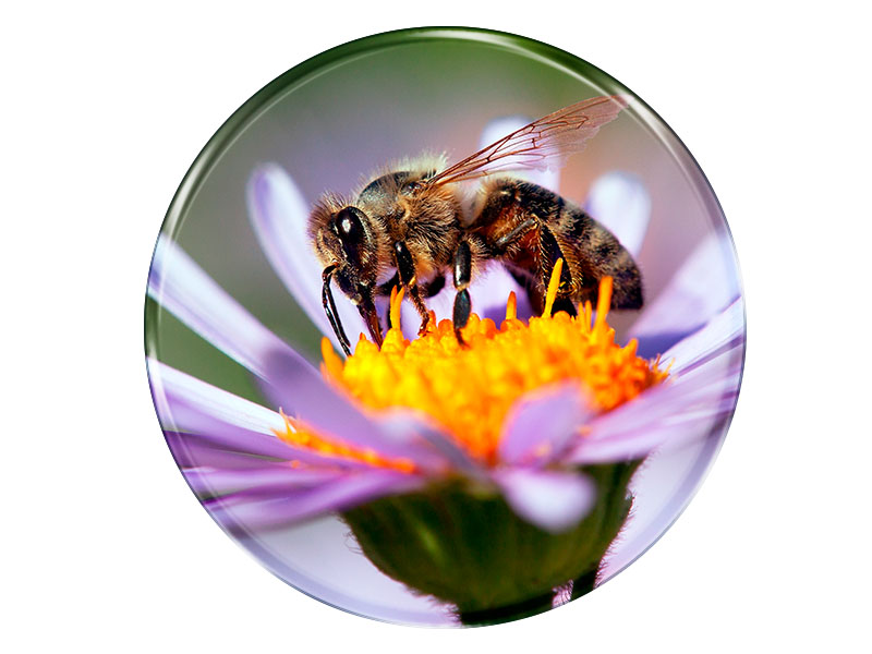 Foto Magnet rund Biene