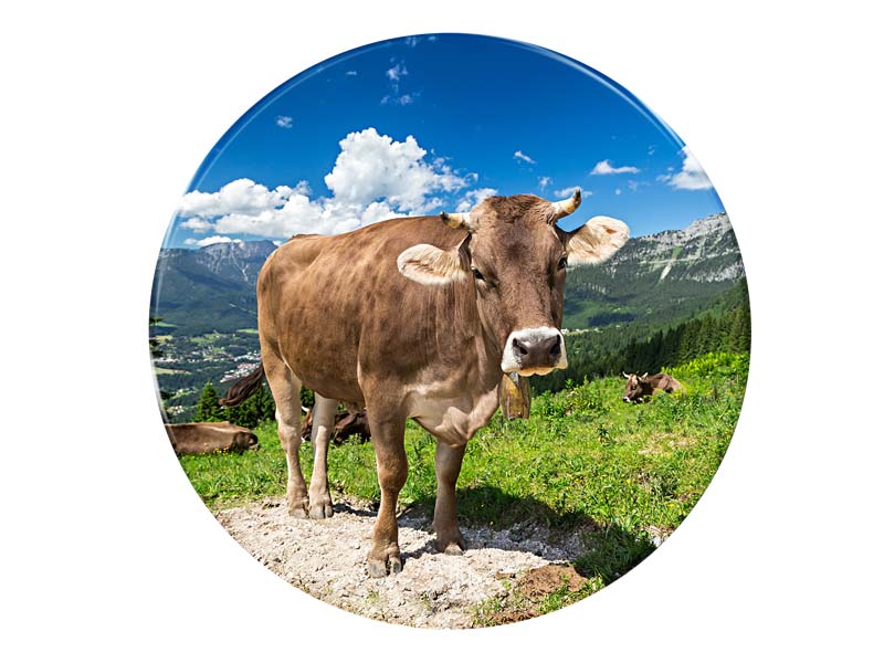 16670 Foto Magnet Kuh auf Alm rund