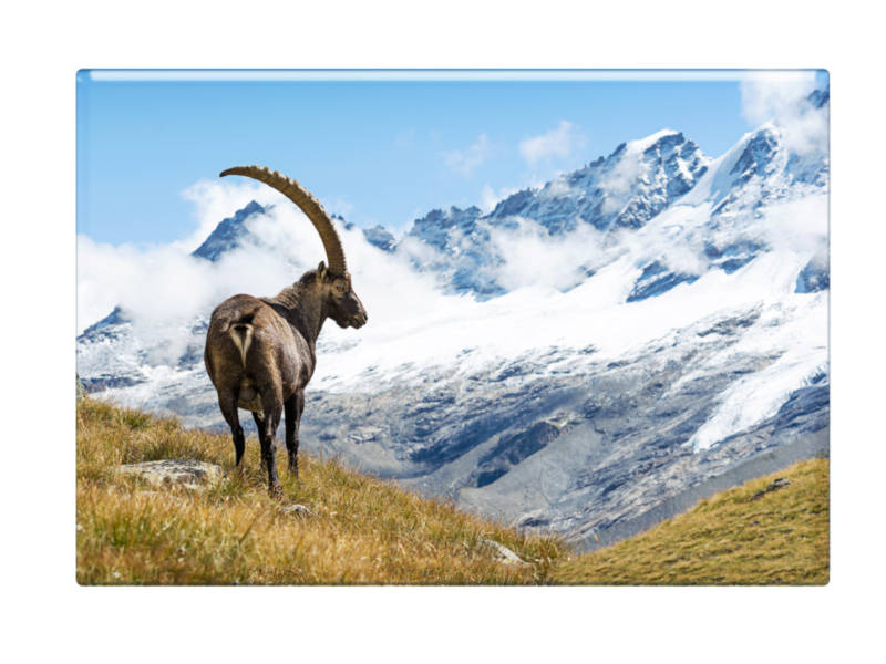 16652 Foto Magnet Steinbock