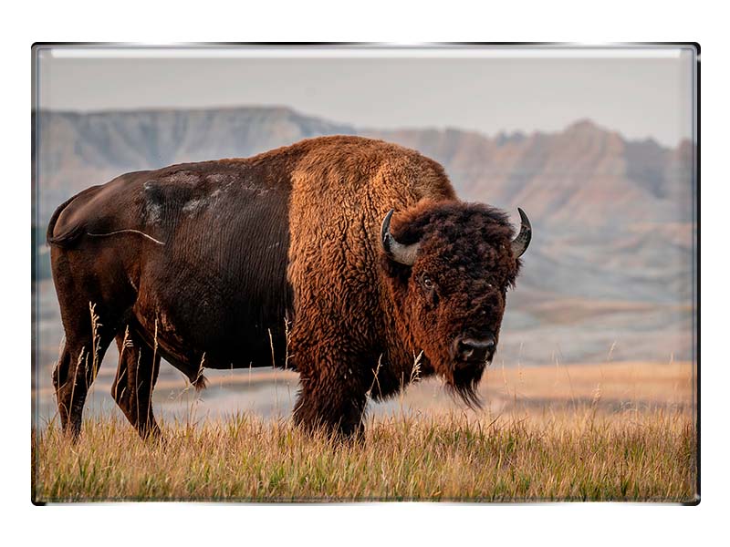 19052 Foto Magnet rechteckig Bison