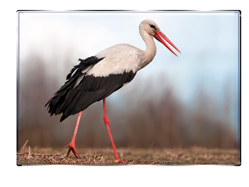 19139 Foto Magnet Storch Quadrat