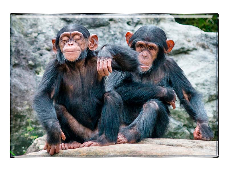 Foto Magnet rechteckig Schimpansen