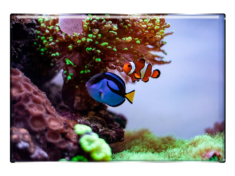 19047 Foto Magnet rechteckig Aquarium